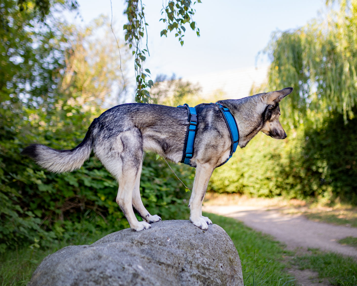 Annyx Hundegeschirr Fun in schwarz/blau