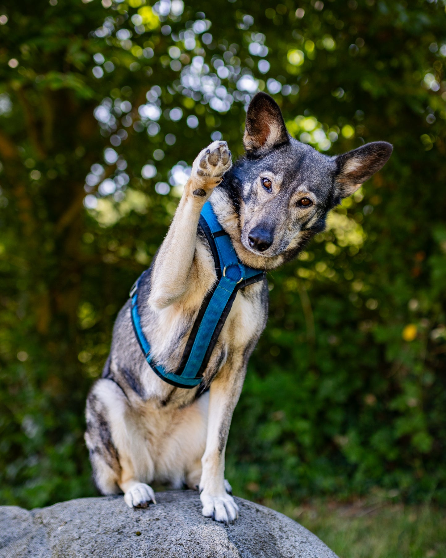 Annyx Hundegeschirr Fun in schwarz/blau