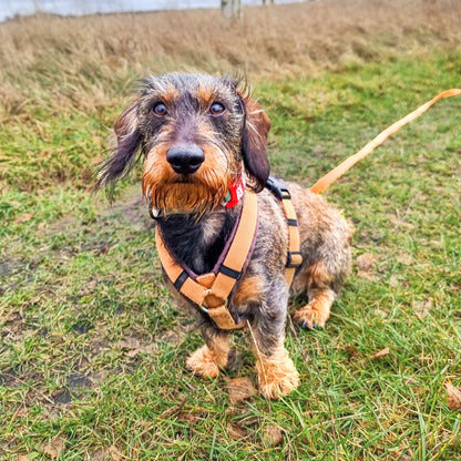 Annyx Hundegeschirr Fun in braun/bernstein