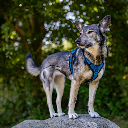 Annyx Hundegeschirr Fun in schwarz/blau