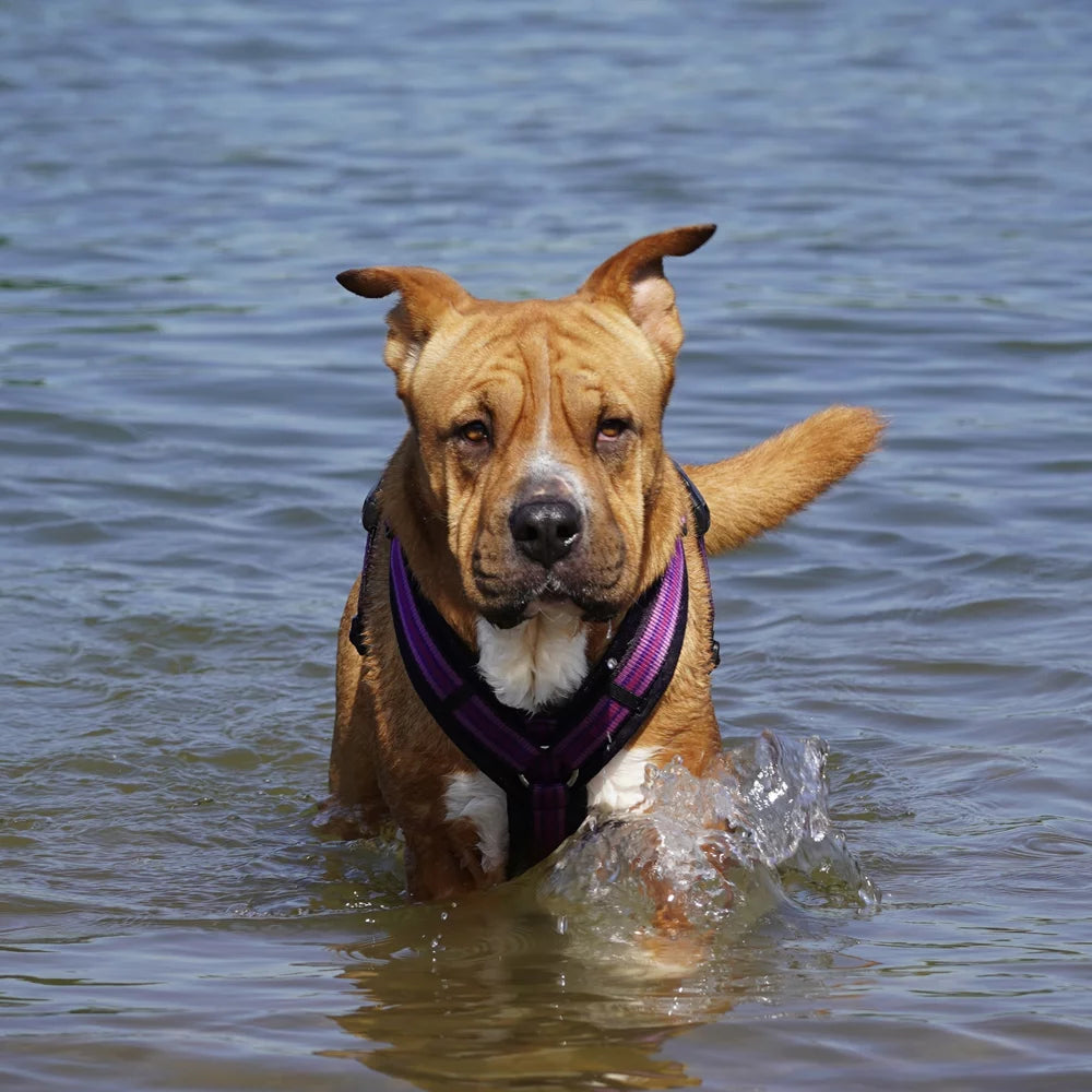 Annyx Hundegeschirr Fun Sommerkollektion 2024
