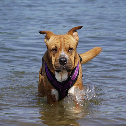 Annyx Hundegeschirr Fun Sommerkollektion 2024
