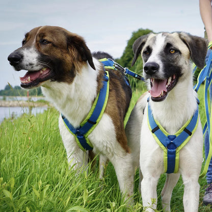 Annyx Hundegeschirr Fun Sommerkollektion 2024