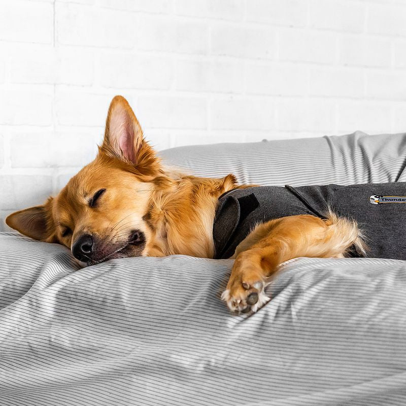 Thundershirt Beruhigungsweste grau