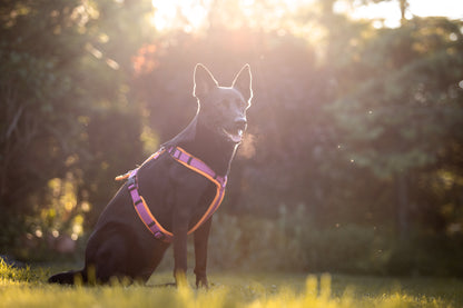 Hundegeschirr Dogfellow Sonderwunsch Konfigurator