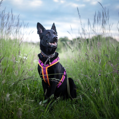 Hundegeschirr Dogfellow Sonderwunsch Konfigurator