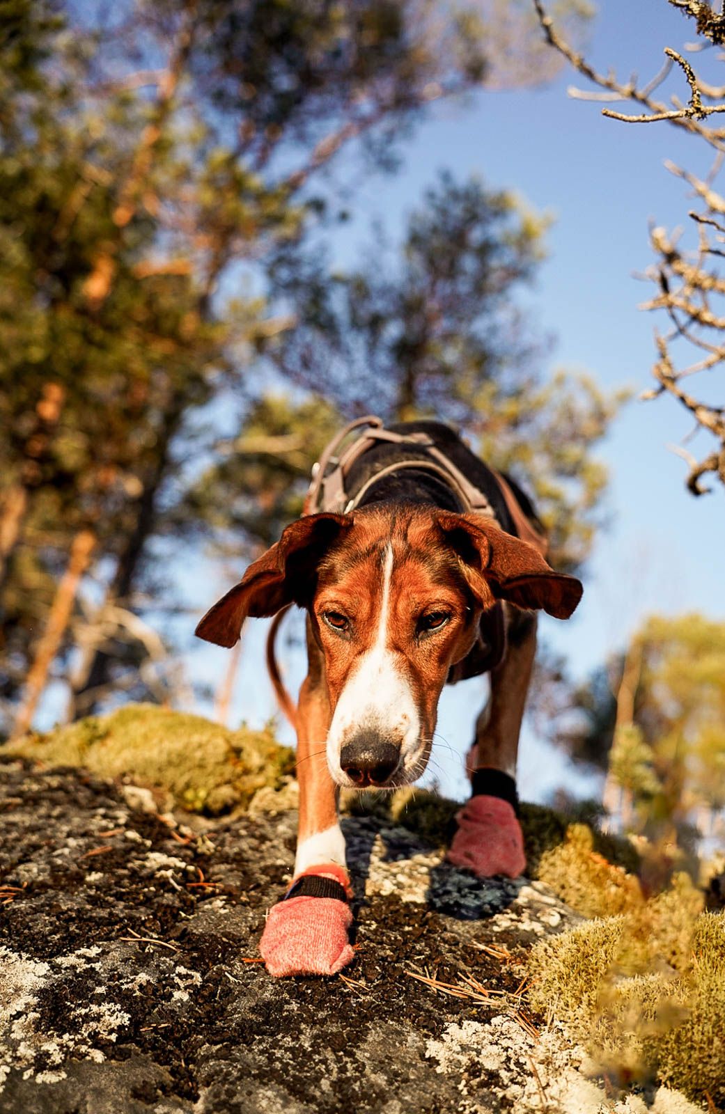 Hundeschuhe Protector Light Socks