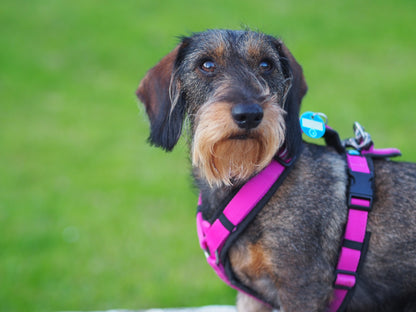 Annyx Hundegeschirr Fun in schwarz/pink