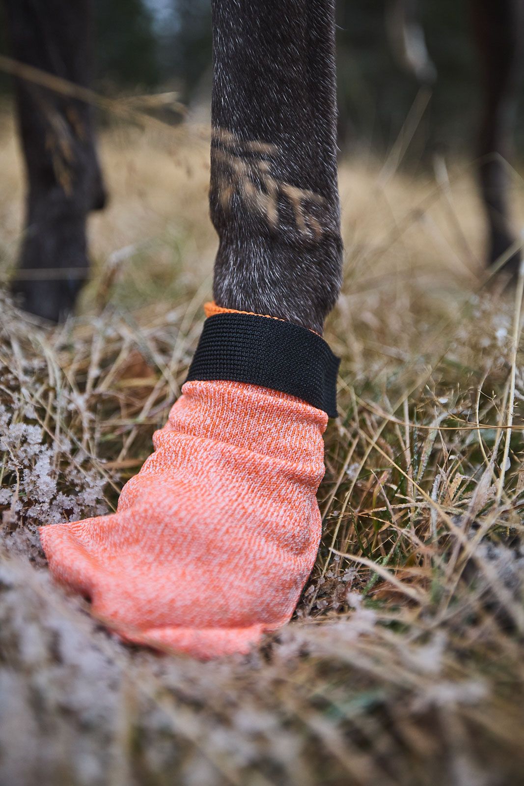Hundeschuhe Protector Light Socks