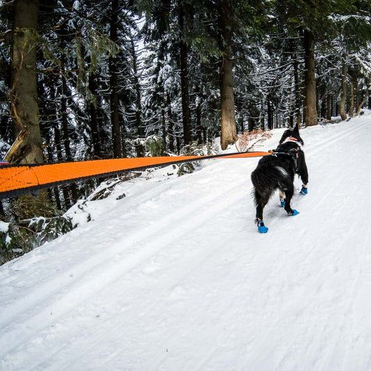 Zugleine Bungee Leash